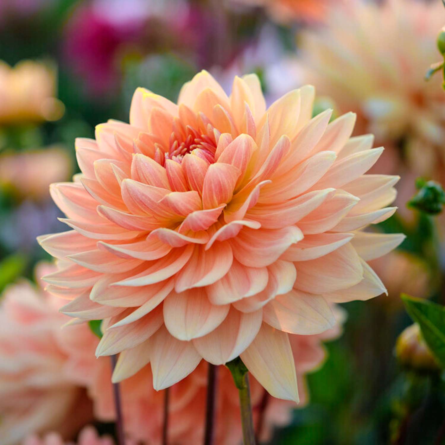 Daalia ‘Rancho’